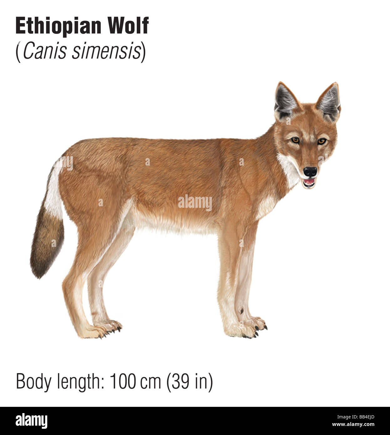 Äthiopischer Wolf (Canis Simensis), eine vom Aussterben bedrohte Spezies Stockfoto