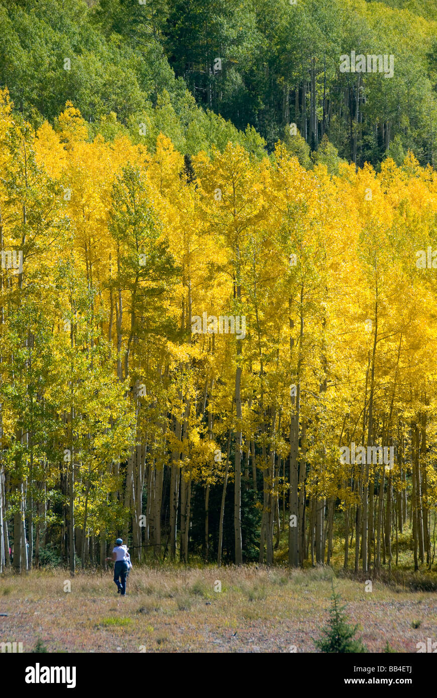 Colorado, US Highway 550, Red Mountain Pass zwischen Ouray & Silverton. San Juan Skyway, Colorado erste scenic Byway. Stockfoto