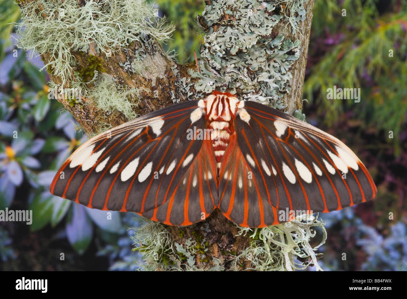 Sammamish, Washington Seide Motte Citheronia regalis Stockfoto