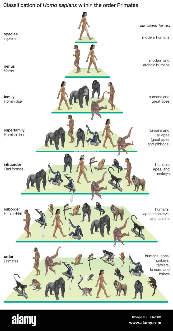 Klassifikationsbaum der Spezies Homo Sapiens (moderne Menschen) innerhalb der Ordnung der Primaten. Stockfoto