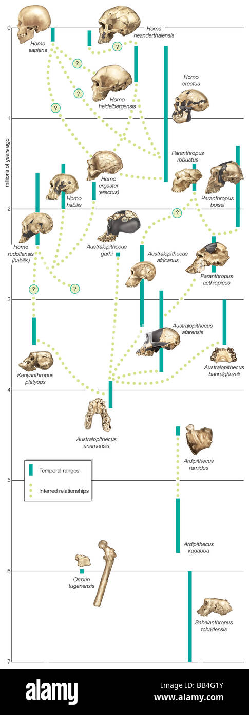 Mögliche Wege in der Evolution der Hominiden. Durchgezogene Linien zeigen zeitliche reicht und gepunkteten Linien zeigen abgeleitete Beziehungen. Stockfoto