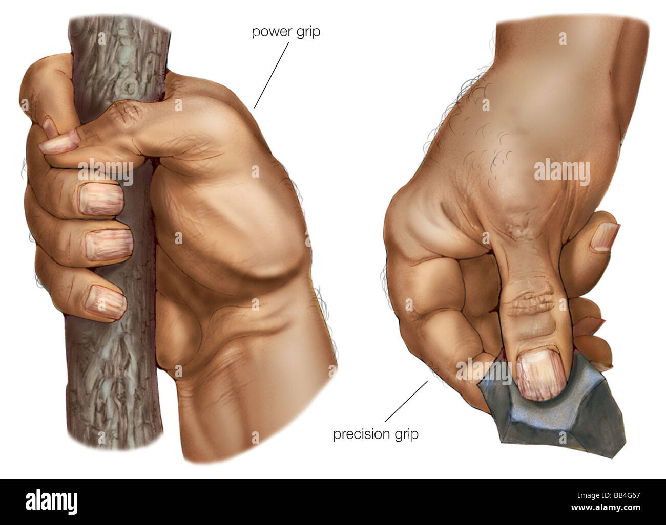 Ein voll opponierbaren Daumen gibt der menschlichen Hand seine einzigartige Power-Grip (links) und Präzision Griff (rechts). Stockfoto
