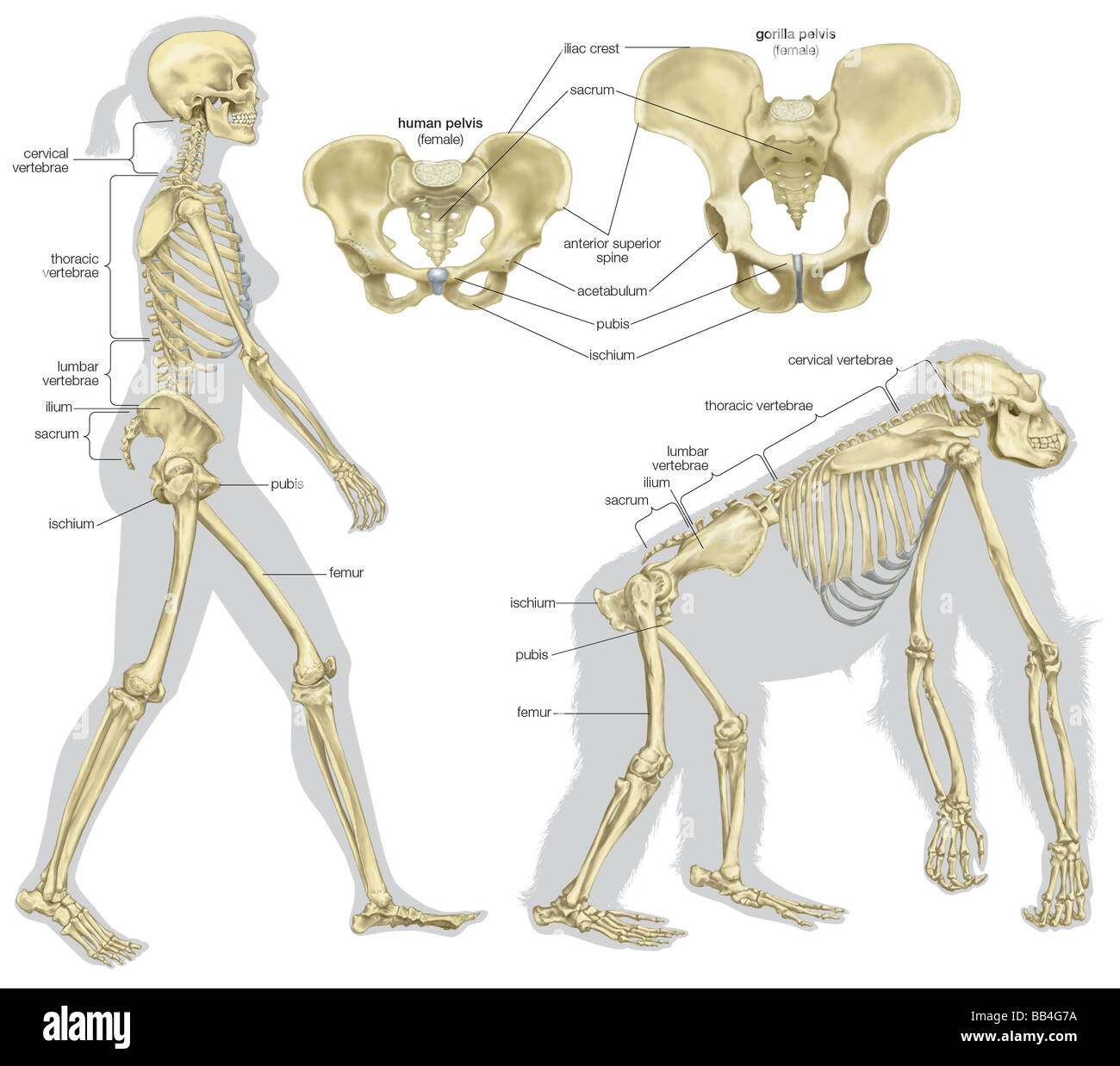 Die skelettartigen Strukturen eines menschlichen Wesens und eines Gorillas. Stockfoto