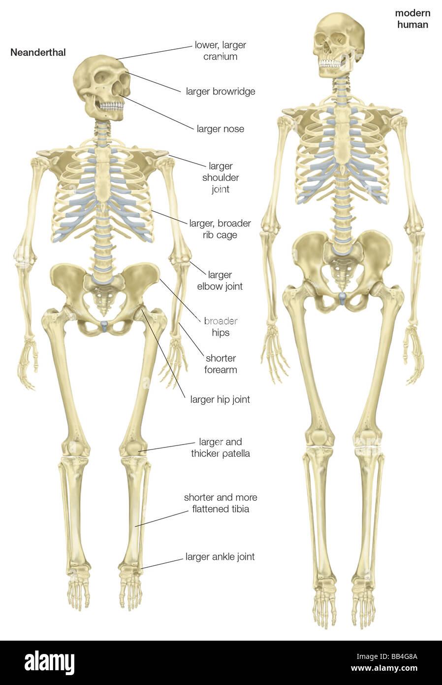 Skelett eines Neandertalers (Homo Neanderthalensis) im Vergleich mit einem Skelett eines modernen Menschen (Homo Sapiens). Stockfoto