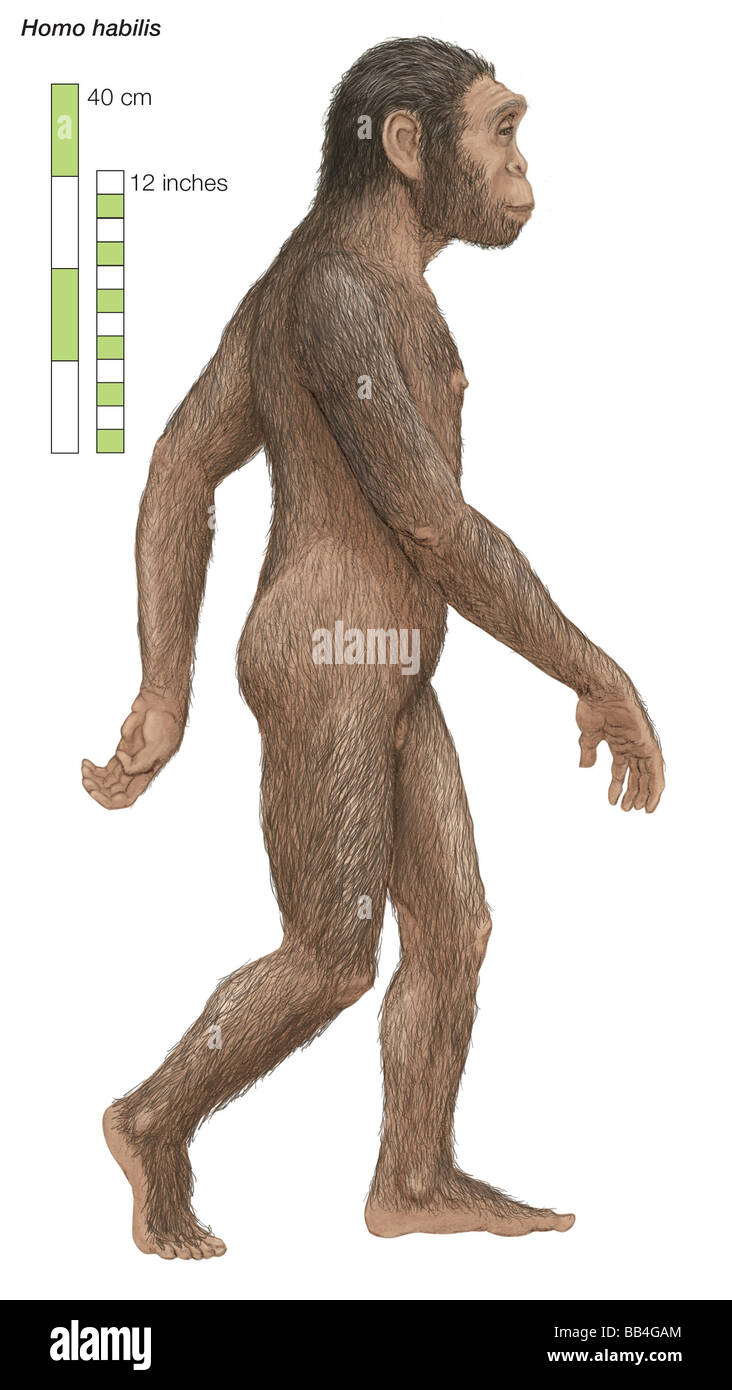 Homo Habilis, "kann Man" oder "Handy-Man", die von 2 bis 1,5 Millionen Jahren lebte. Stockfoto