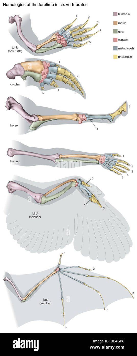 Homologien 6 vertebrate Vorderbeine, Beweise für die Evolution zu geben. Obwohl eines bestimmten Tieres angepasst, entsprechen die Knochen. Stockfoto