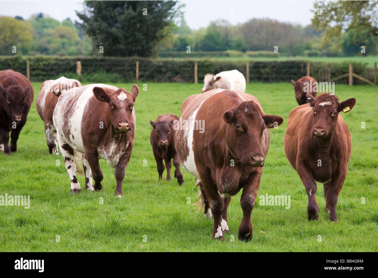 Kurze Horn Rinder in der Nähe von Harpenden in Hertfordshire UK Stockfoto