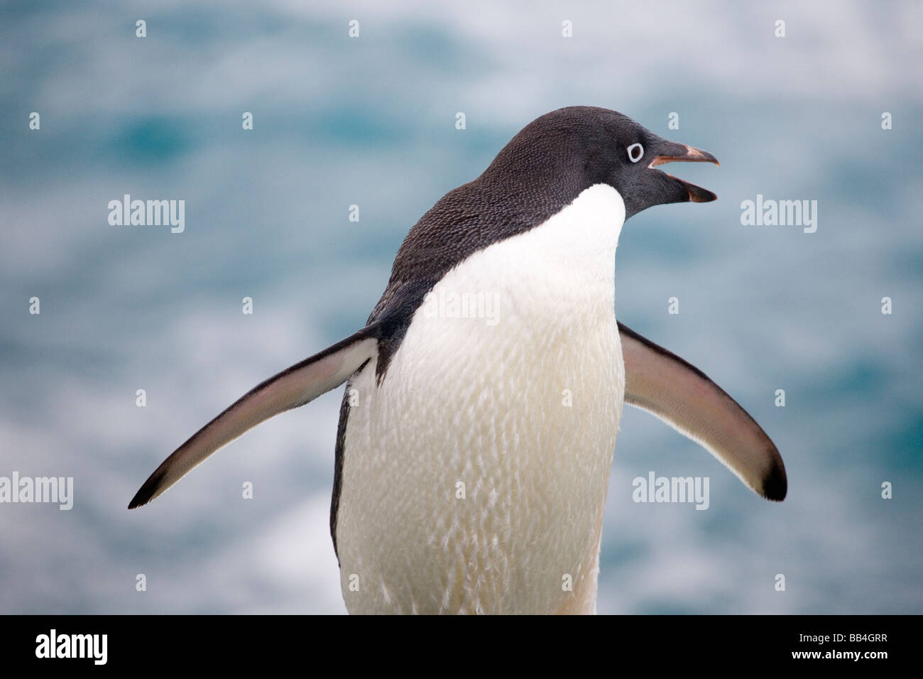 Ein Adelie Penguin Squaks nach dem Verlassen der Gewässer von der antarktischen Halbinsel in der Antarktis Stockfoto