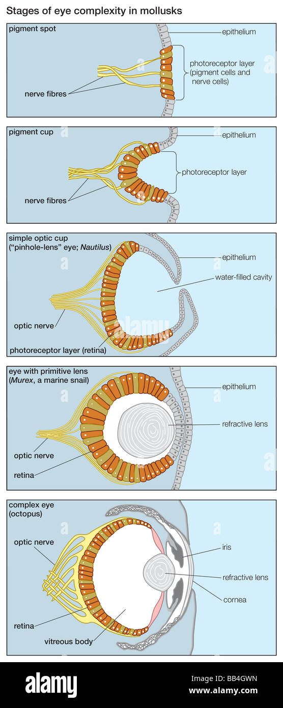 Schritte in der Evolution des Auges, wie Sie sich im Bereich von Auge Komplexität in verschiedenen lebenden Weichtier-Arten. Stockfoto
