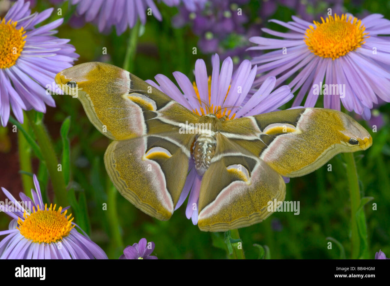 Sammamish, Washington GГ¶tterbaum Silkmoth aus Nordamerika Stockfoto