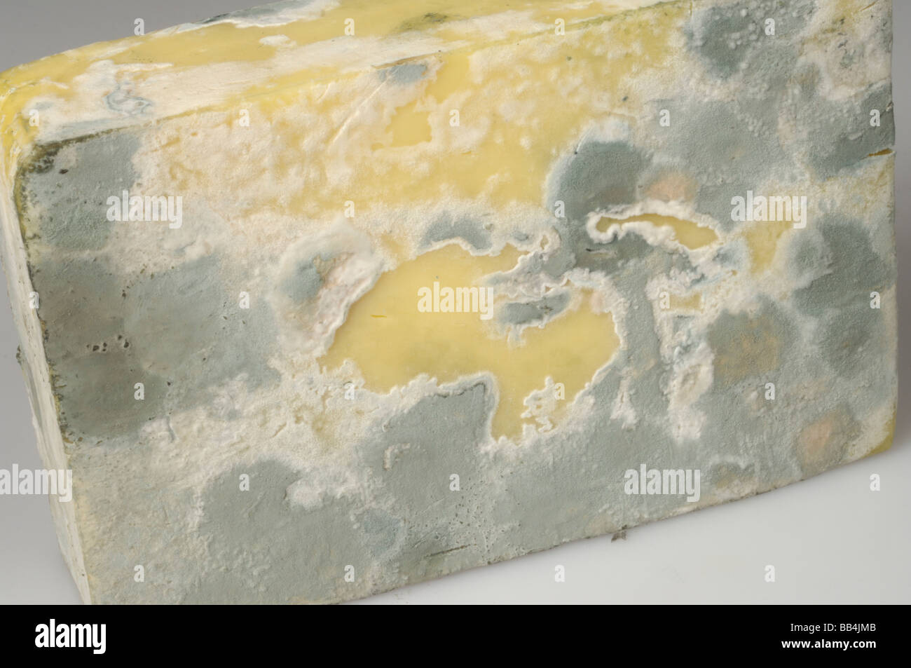 Cheddar-Käse-Block mit Lagerung Schimmel gebildet in den Kühlschrank stellen Stockfoto