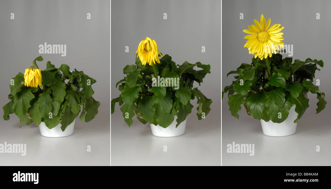 Eine Reihe von drei Stufen zeigt die Erholung der Zimmerpflanze Gerbera nach dem Gießen Stockfoto