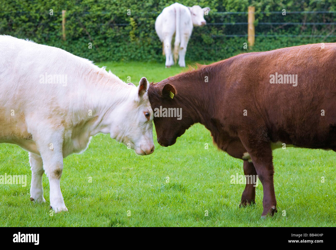 Kurze Horn Rinder in der Nähe von Harpenden in Hertfordshire UK Stockfoto