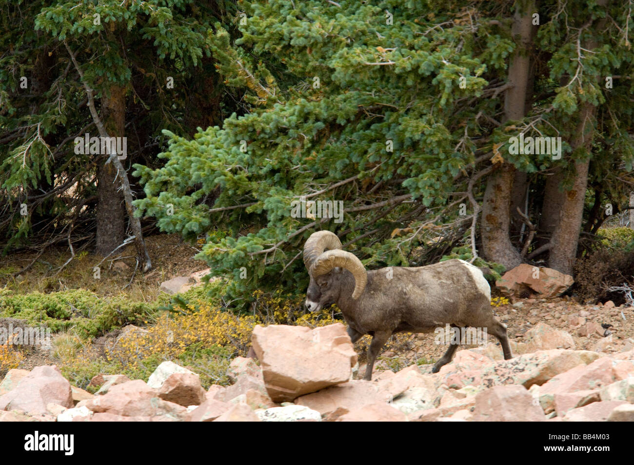 Colorado, Colorado Springs, Manitou Springs. Pikes Peak Cog Railway. Rocky Mountain Bighorn Schafe Pikes-Peak-Herde. Stockfoto