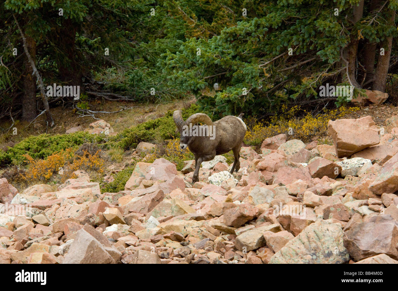 Colorado, Colorado Springs, Manitou Springs. Pikes Peak Cog Railway. Rocky Mountain Bighorn Schafe Pikes-Peak-Herde. Stockfoto