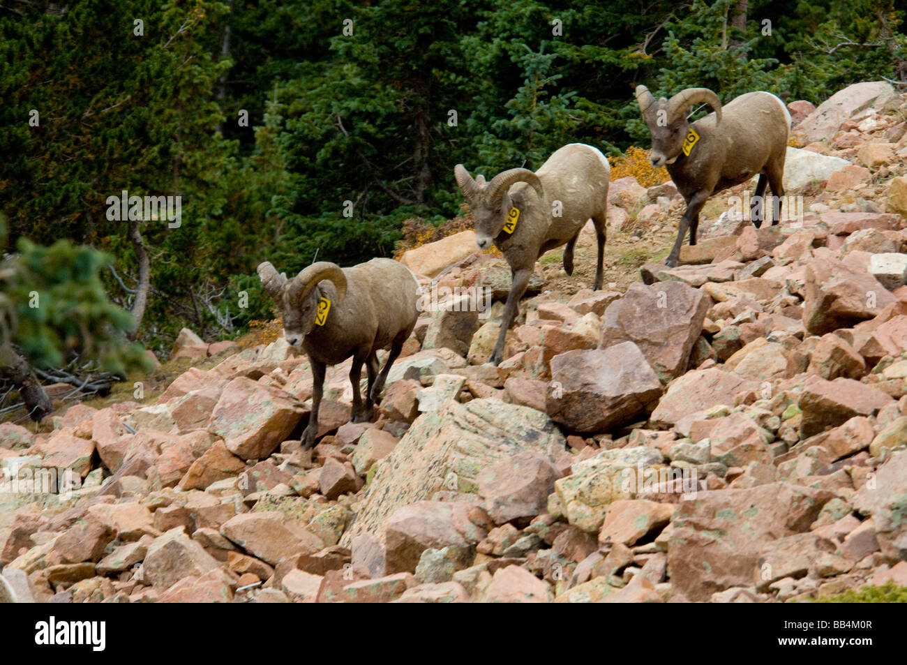 Colorado, Colorado Springs, Manitou Springs. Pikes Peak Cog Railway. Rocky Mountain Bighorn Schafe Pikes Peak Herde, getaggt. Stockfoto