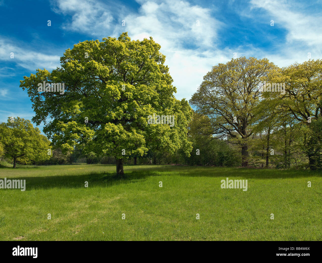 EICHE IM FRÜHJAHR POWIS MITTE WALES Stockfoto