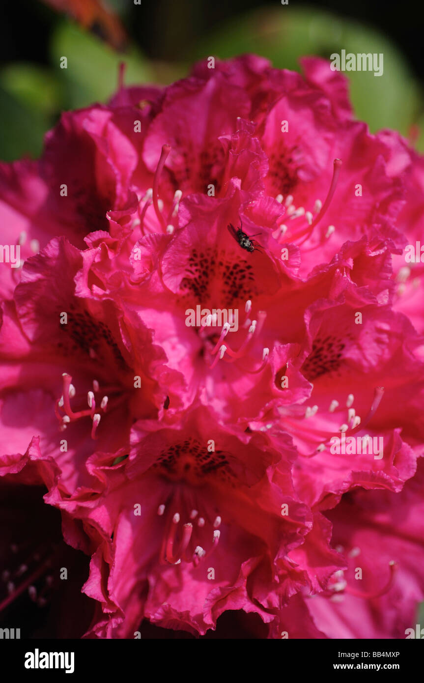 Ein Schuss von ein paar Rodedendrums Blumen in voller Blüte Stockfoto