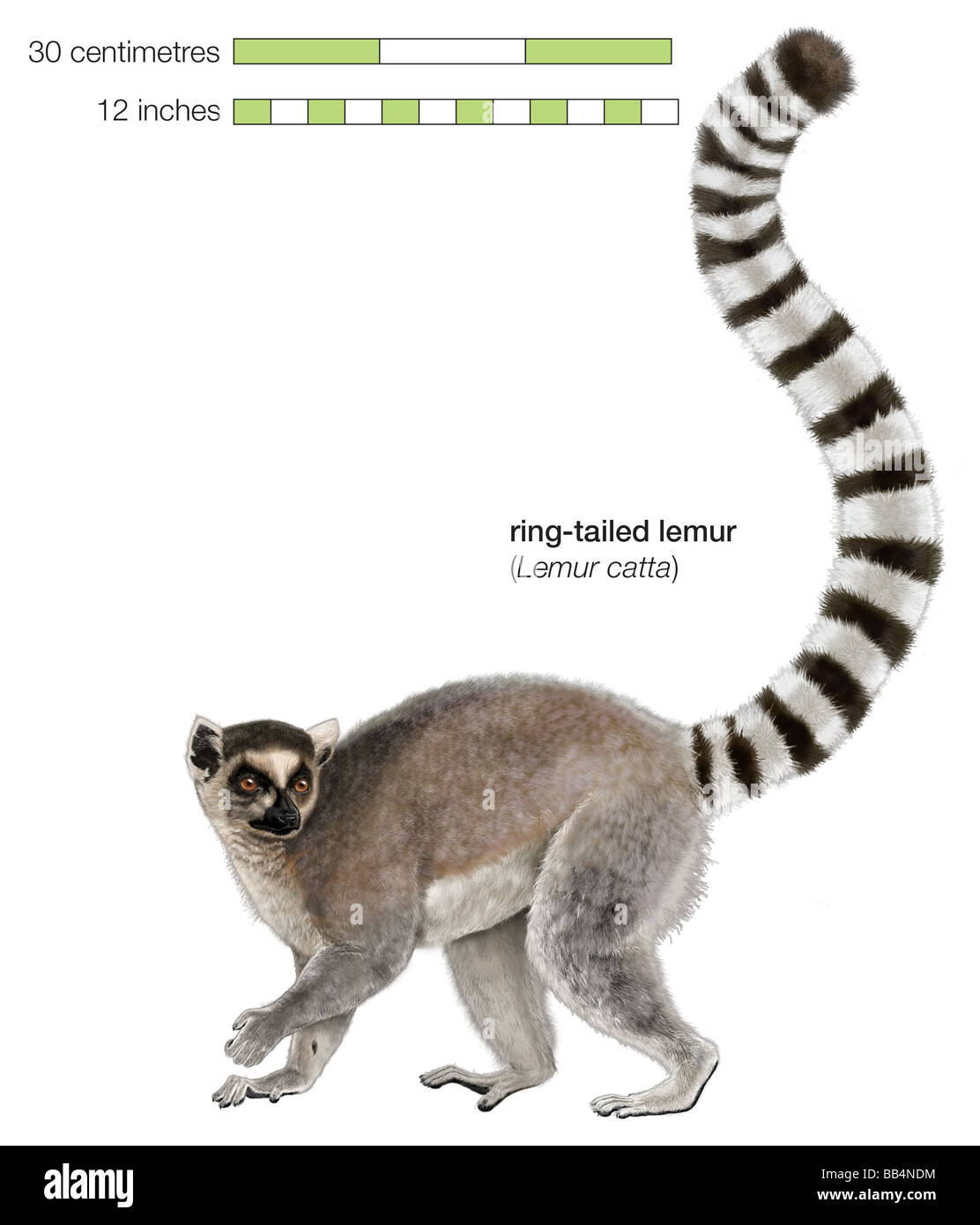 Ring-tailed Lemur (Lemur Catta) Stockfoto