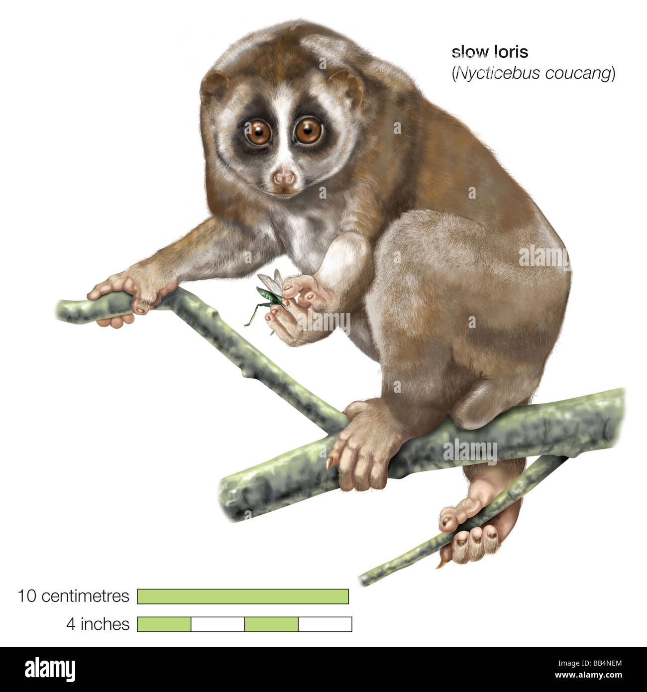 Slow Loris (Nycticebus Coucang) Stockfoto