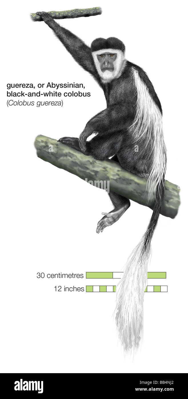 Schwarz / weiß Guereza Affe (Colobus Guereza) Stockfoto