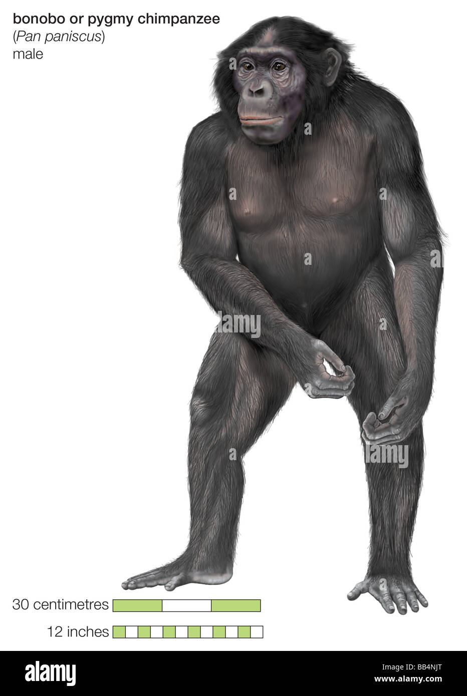 Männliche Bonobo oder pygmy Schimpanse (Pan Paniscus Stockfotografie