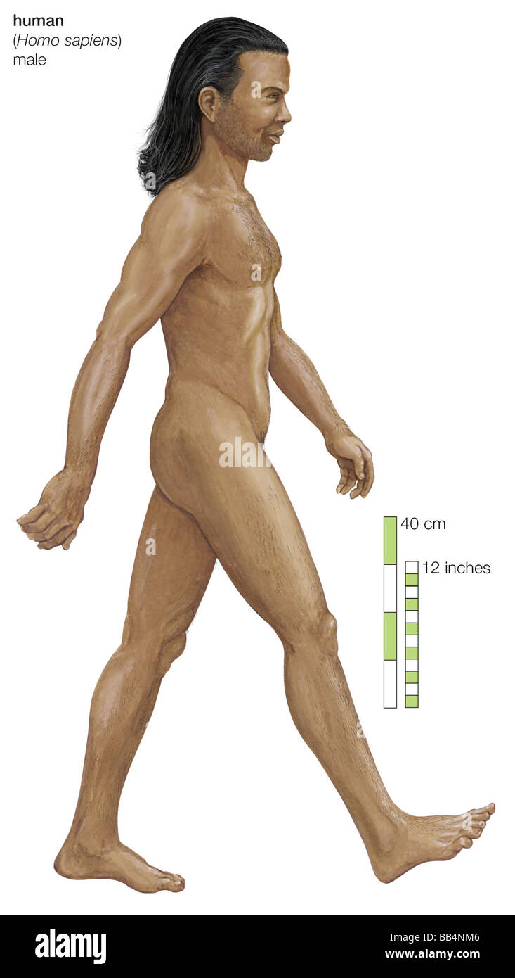 Männlicher Mensch (Homo Sapiens) Stockfoto