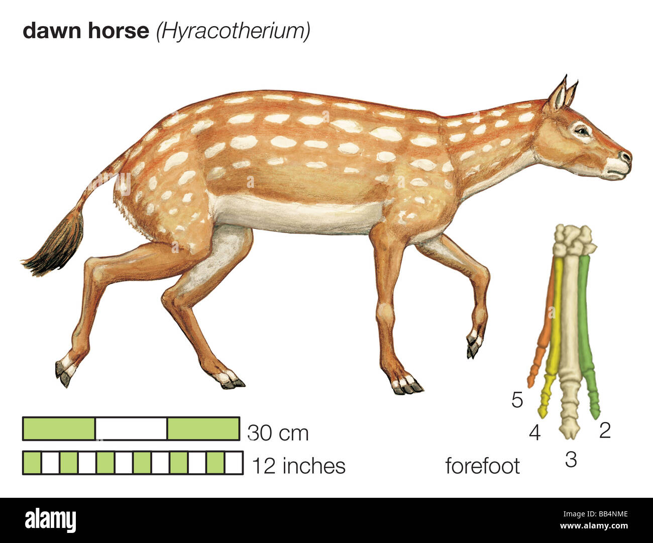 Die ausgestorbenen Dawn Pferd (Hyracotherium). Bestehenden Zehenknochen des Vorfußes sind von der Mitte des Körpers nach außen nummeriert. Stockfoto