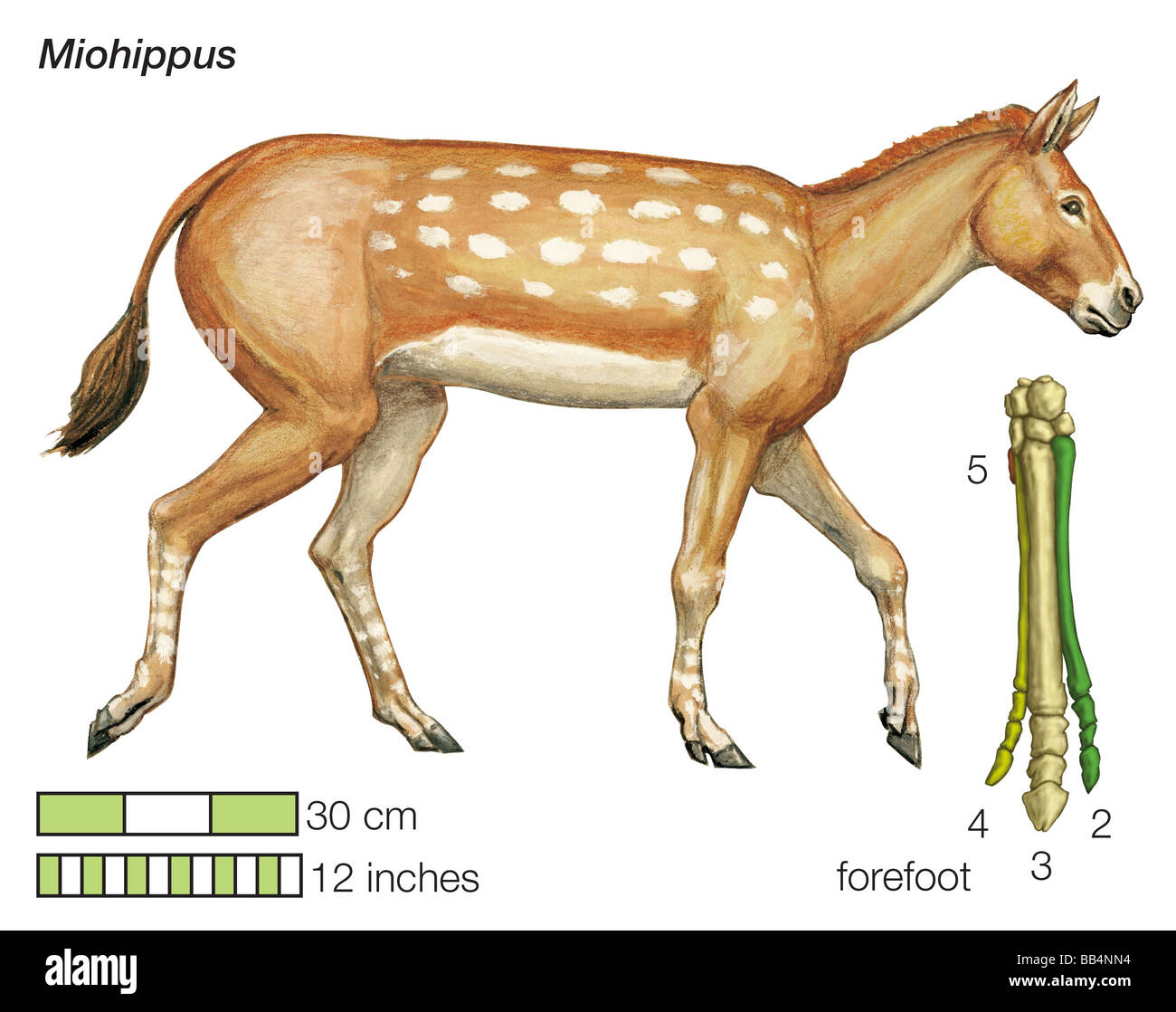 Die angestammten Pferd Miohippus. Bestehenden Zehenknochen des Vorfußes sind von der Mitte des Körpers nach außen nummeriert. Stockfoto