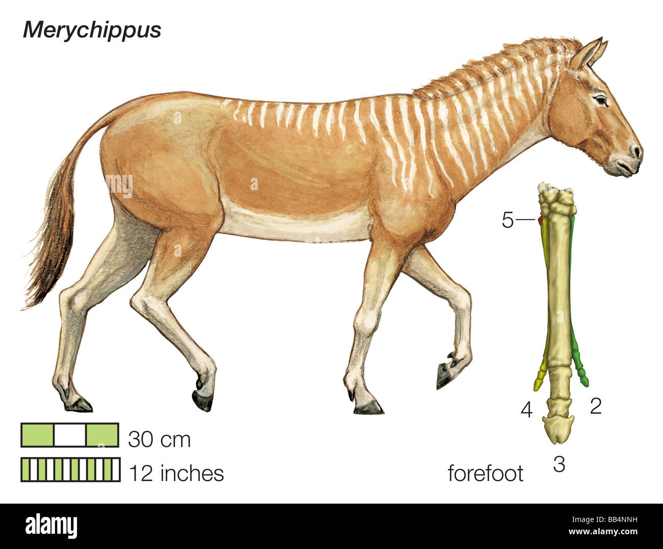 Die angestammten Pferd Merychippus. Bestehenden Zehenknochen des Vorfußes sind von der Mitte des Körpers nach außen nummeriert. Stockfoto