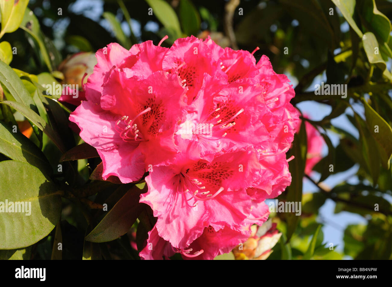 Ein Schuss von ein paar Rodedendrums Blumen in voller Blüte Stockfoto