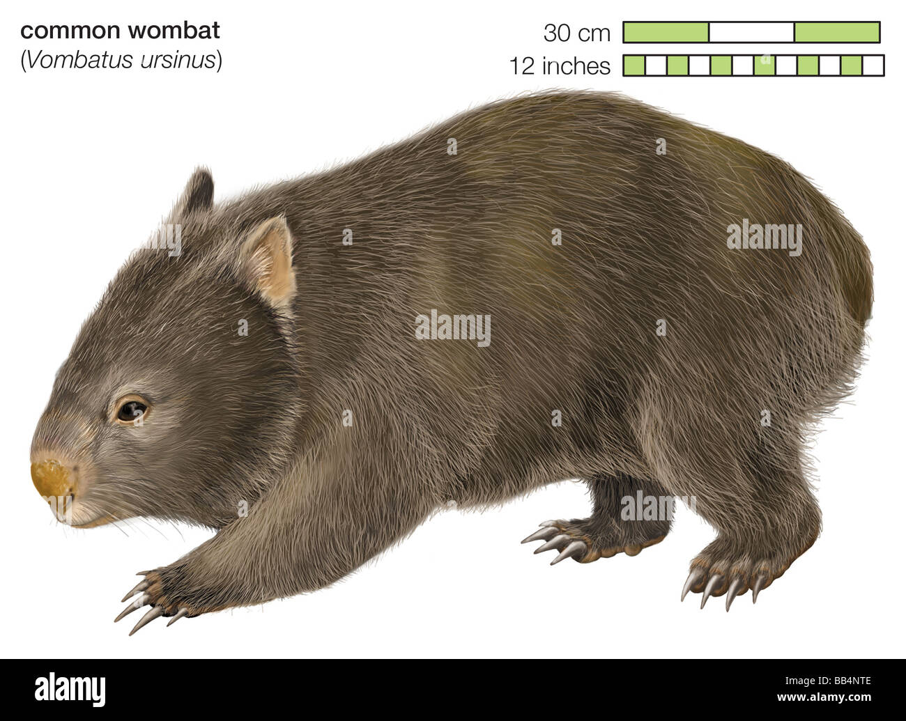 Gemeinsamen Wombat (Vombatus Ursinus) Stockfoto