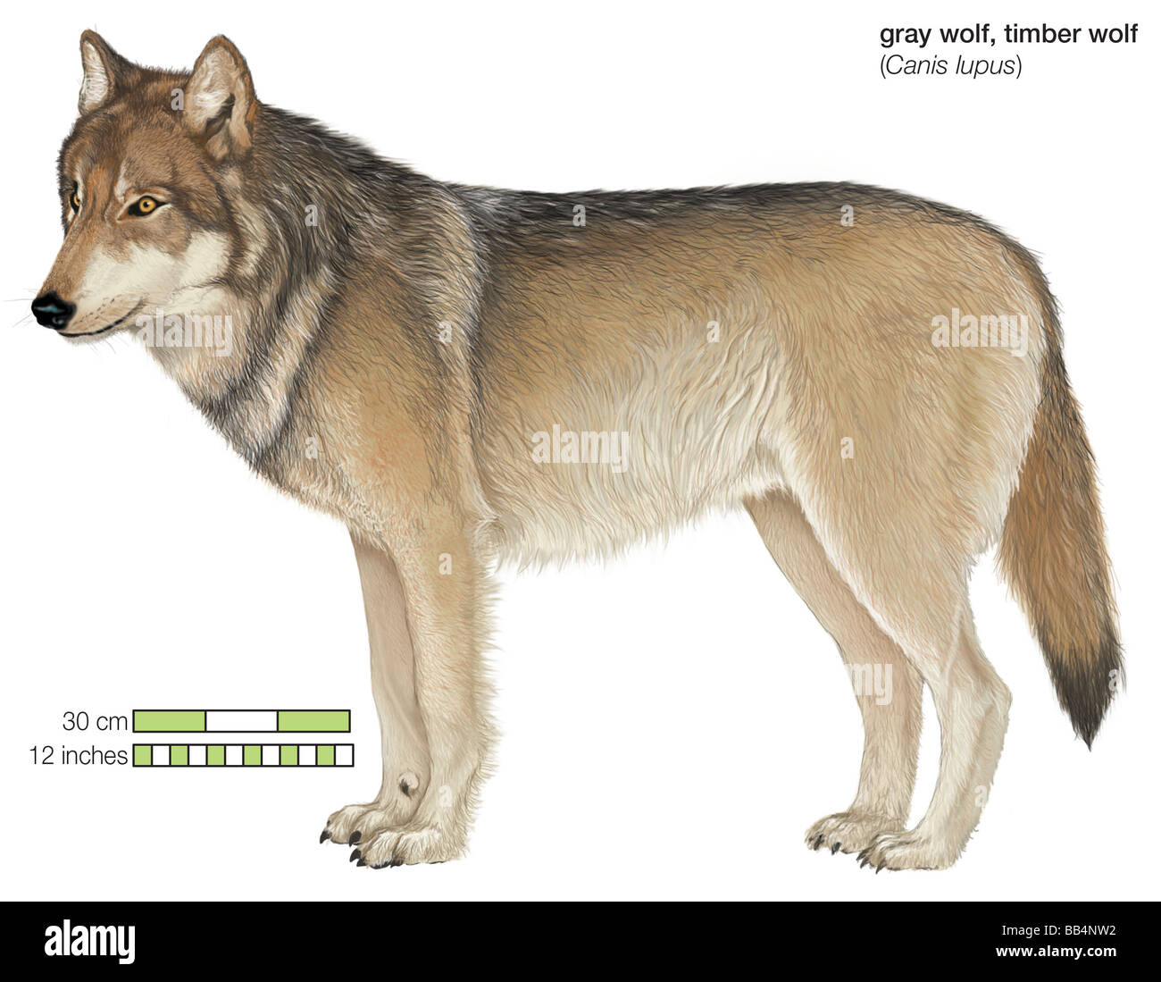 Grau oder Timber Wolf (Canis Lupus) Stockfoto
