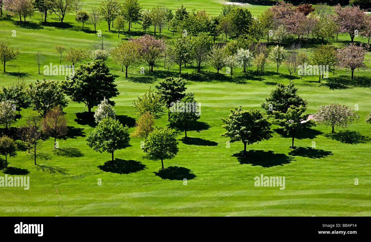 Bäume, fotografiert aus Entfernung im hellen Sonnenschein Schattenwurf auf dem grünen Rasen im Frühjahr Stockfoto