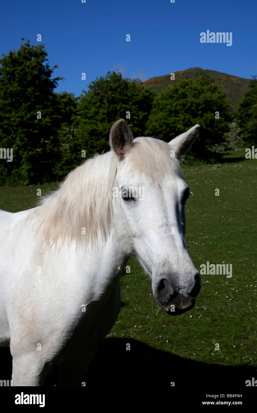 Weißes Pferd stehend im Feld auf einen sonnigen Tag, Edinburgh, Schottland, UK Stockfoto