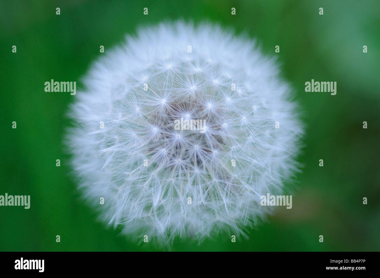 Ein Schuss von Löwenzahn im Samen Stockfoto