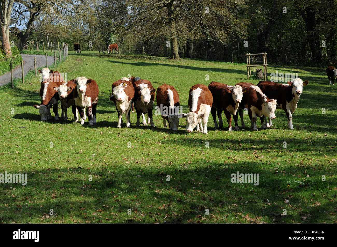 Rinder weiden die Shropshire Landschaft England Uk Stockfoto