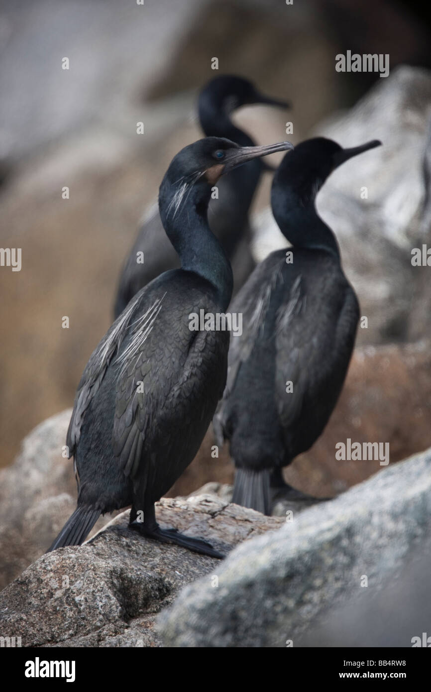 Brandts Kormorane in Moss Landing, Kalifornien, USA Stockfoto