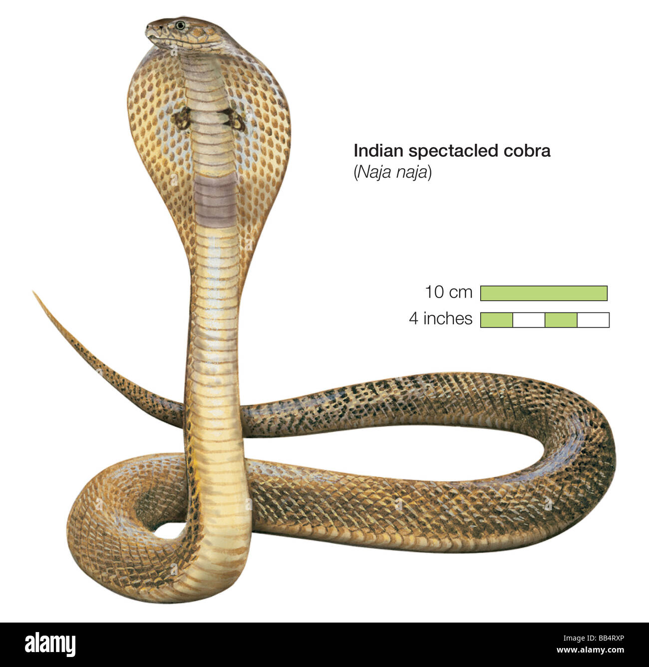 Indische brillentragende Kobra (Naja Naja) Stockfoto