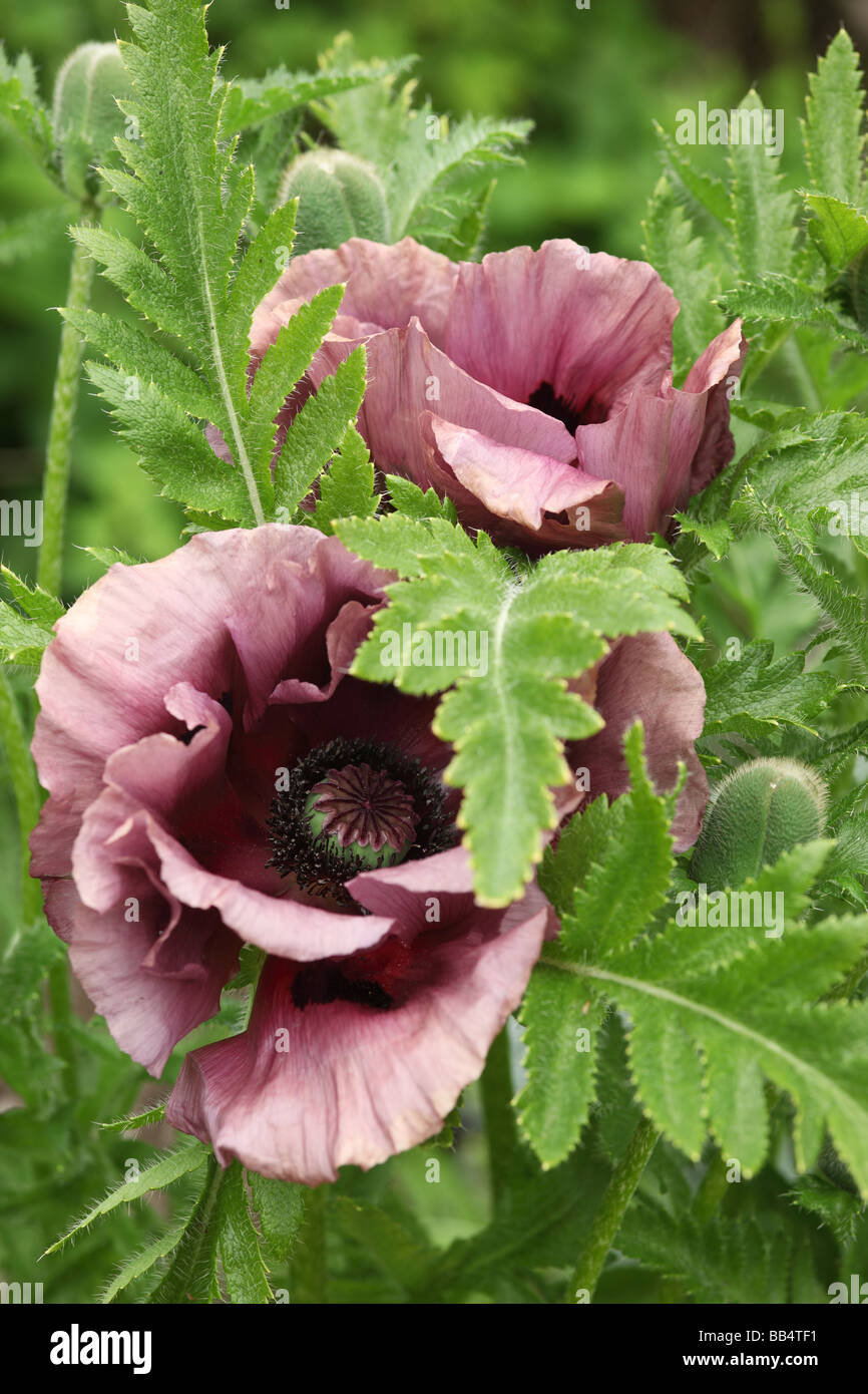 Nahaufnahme Papaver orientale „Patty's Plum“ blüht im Mai in einem englischen Garten, England, Großbritannien Stockfoto