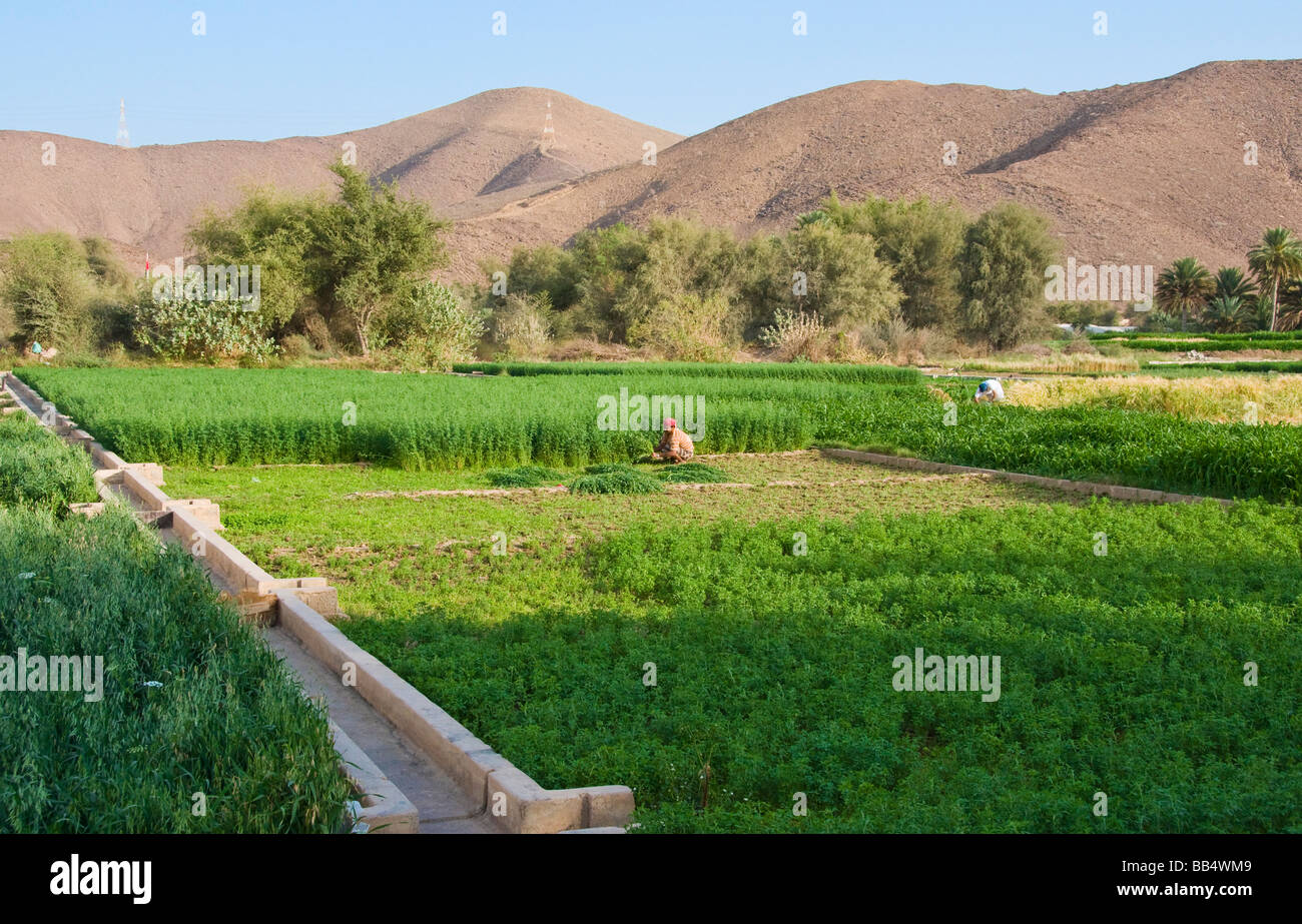 Aflaj oder Falaj sind traditionelle Wasser Bewässerungssysteme, unten sind die in Jabal el Akhdar im Sultanat von Oman Stockfoto