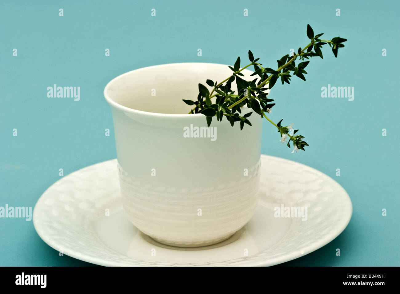 Ein Zweig der griechischen Oregano (Orignum Oregano, Unterart Hirtum) in eine weiße Tasse auf eine Untertasse Stockfoto
