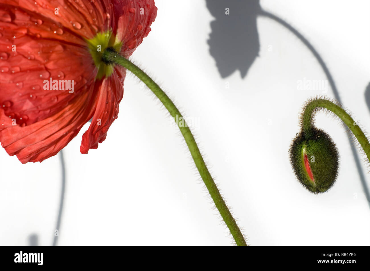 Mohnblumen auf weißem Hintergrund Stockfoto
