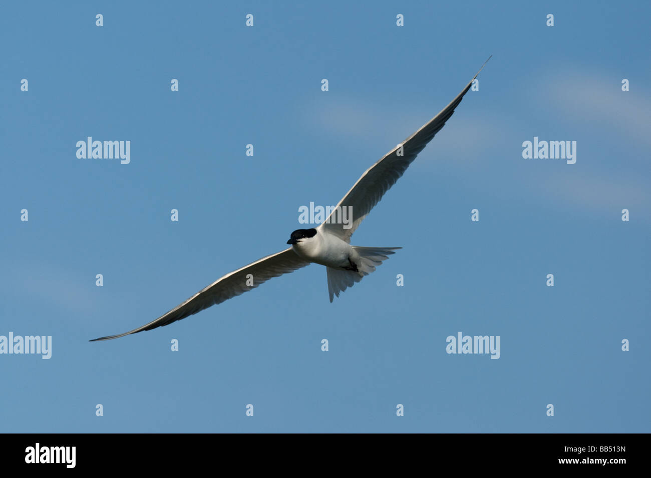 Erwachsenen Gull-billed Tern (Gelochelidon Nilotica) im Flug, Lesbos, Griechenland Stockfoto