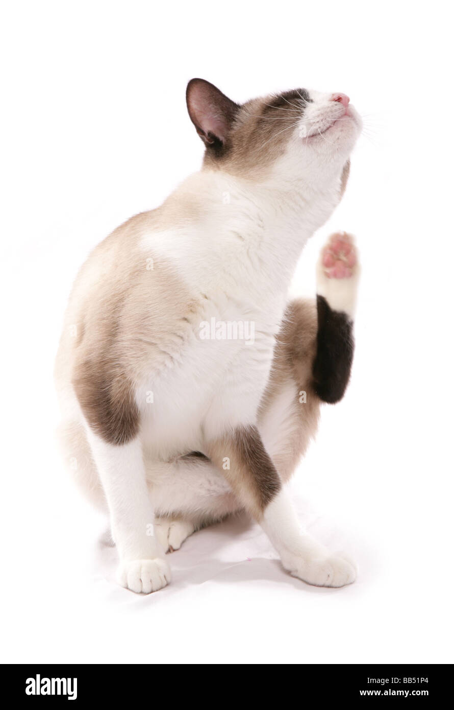 Schneeschuh Erwachsene Katze sitzen kratzen Portrait Studio Stockfoto