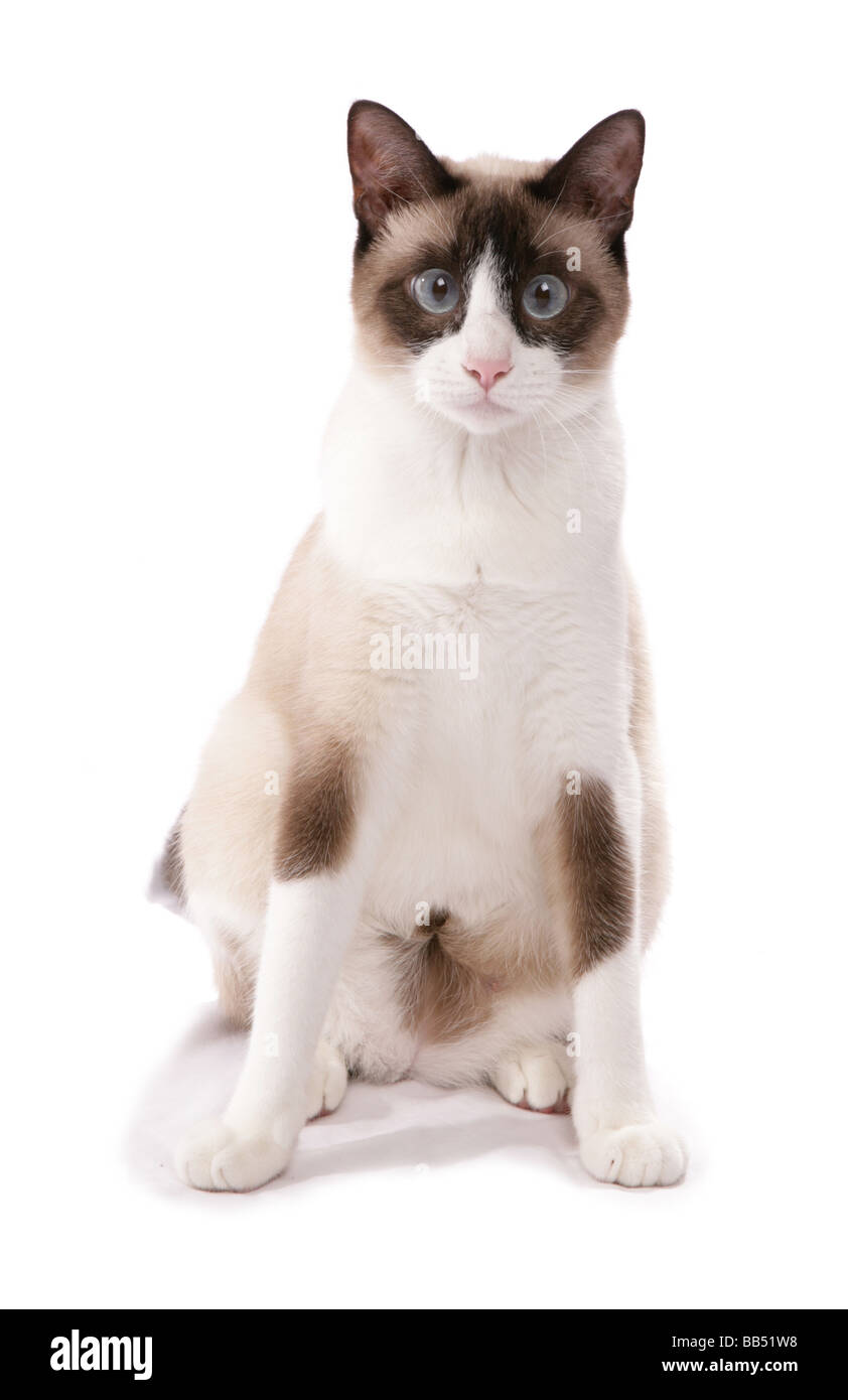 Schneeschuh-Erwachsene Katze sitzend Portrait Studio Stockfoto