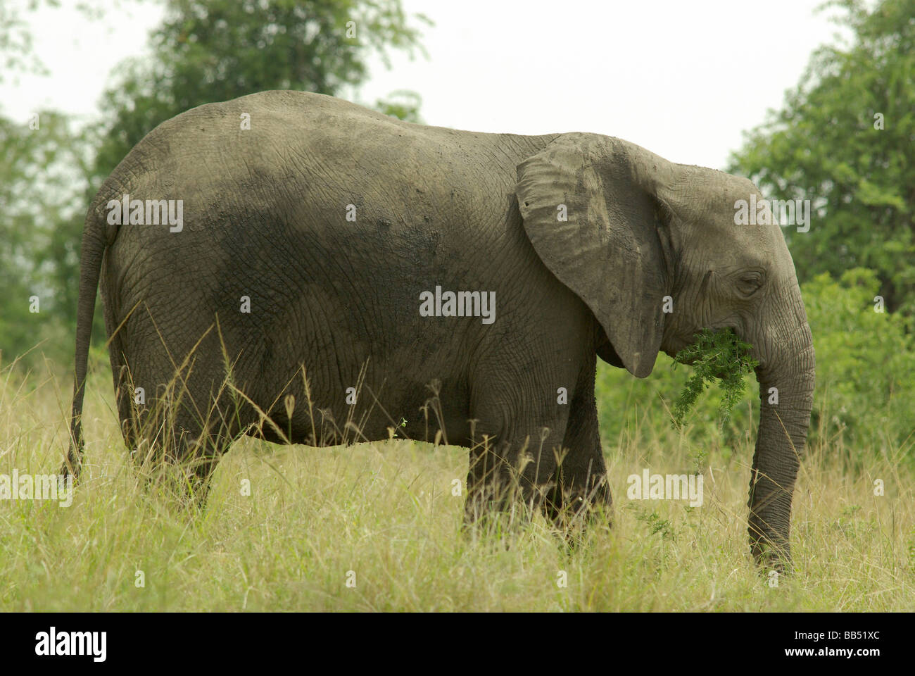 Afrikanischer Elefant - Loxodonta africana Stockfoto