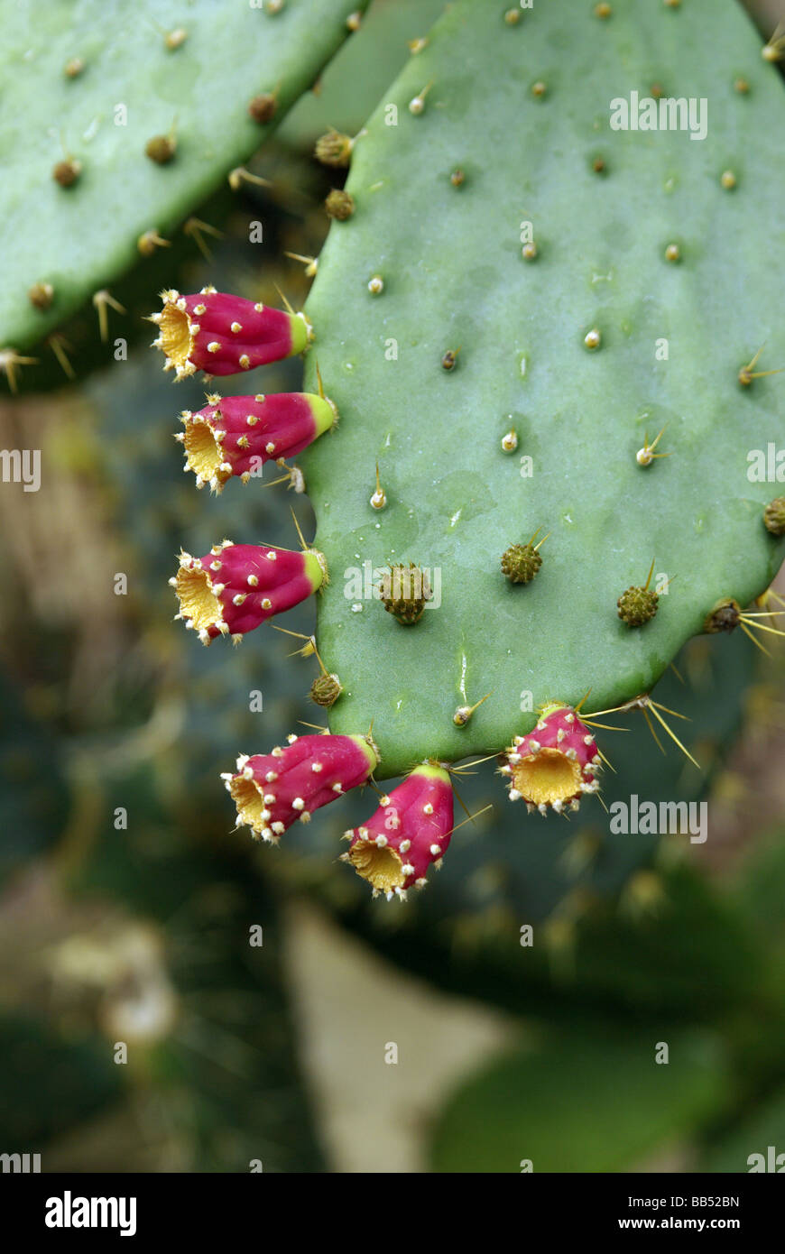 Kaktusfeige - Opuntia leucotricha Stockfoto