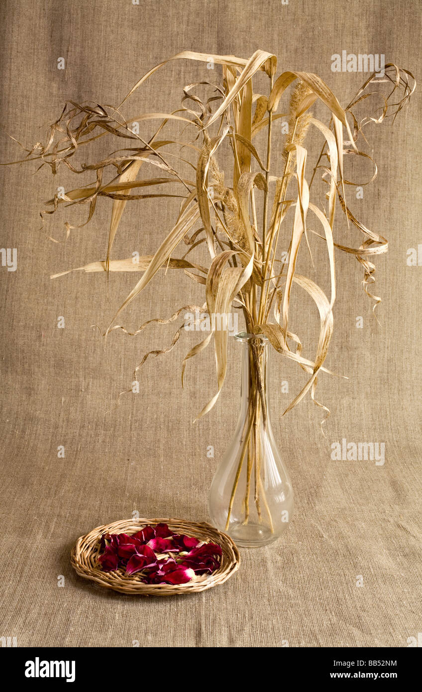 Still Life trockenes Schilf und Rosenblättern über Leinwand Hintergrund Stockfoto
