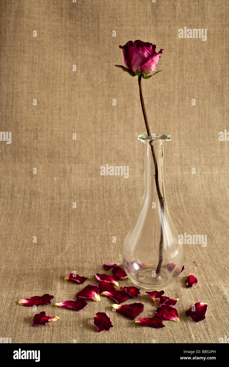 Trockener Rose in einer Glasvase mit abgelegten Blütenblätter über Leinwand Hintergrund Stockfoto